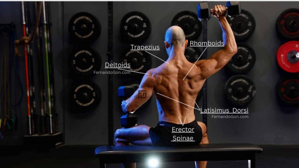 Man showing calisthenics back with muscle names